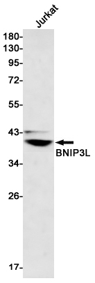 WB - BNIP3L Rabbit mAb AP75162